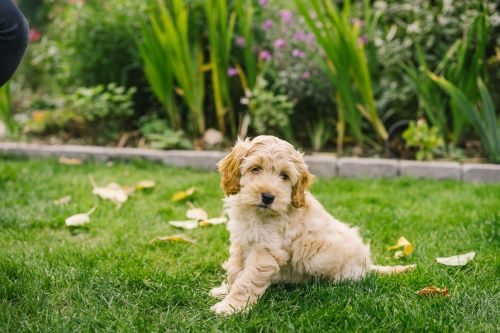 Cockapoos, puppy, puppies, kennels, breeder, breeders, puppies for sale, for, sale, adoption, she