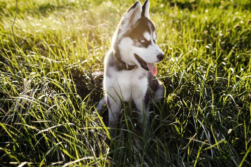 Alaskan Klee Kai, puppy, puppies, kennels, breeder, breeders, puppies for sale, for, sale, adoption,