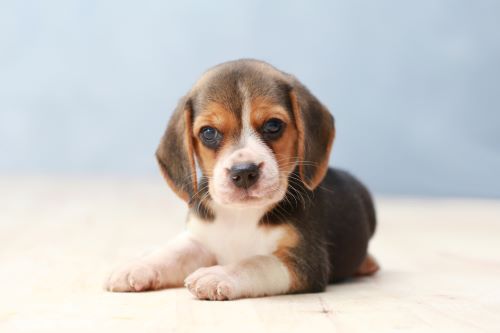 Beagle, puppy, puppies, kennels, breeder, breeders, puppies for sale, for, sale, adoption, she