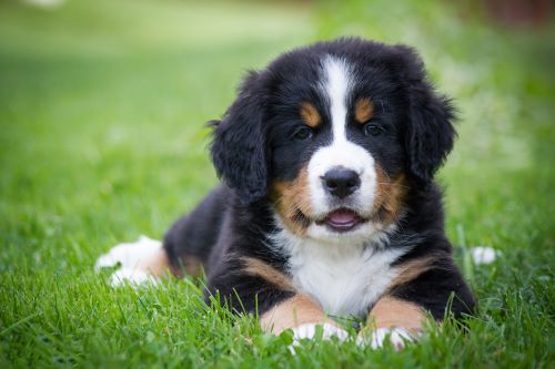 Bernese Mountain Dog, puppy, puppies, kennels, breeder, breeders, puppies for sale, for, sale, adopt