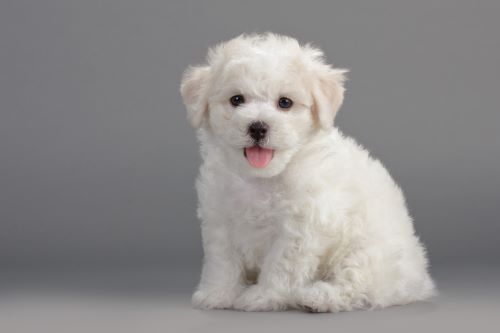 Bichon Frise, puppy, puppies, kennels, breeder, breeders, puppies for sale, for, sale, adoption, she