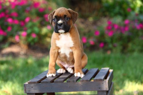 Boxer, puppy, puppies, kennels, breeder, breeders, puppies for sale, for, sale, adoption, she