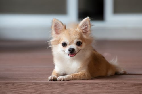 Chihuahua, puppy, puppies, kennels, breeder, breeders, puppies for sale, for, sale, adoption, she