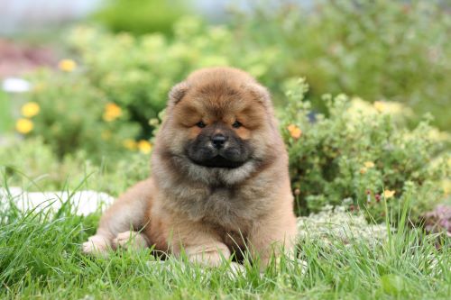 Chow Chow, puppy, puppies, kennels, breeder, breeders, puppies for sale, for, sale, adoption, she