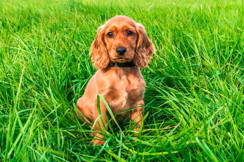 Cocker Spaniel, puppy, puppies, kennels, breeder, breeders, puppies for sale, for, sale, adoption, s