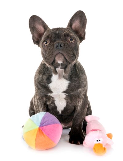 French Bulldog, puppy, puppies, kennels, breeder, breeders, puppies for sale, for, sale, adoption, s