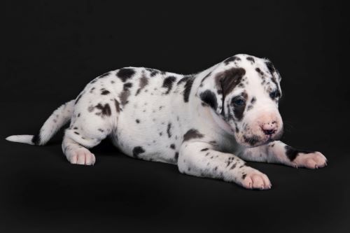 Great Dane, puppy, puppies, kennels, breeder, breeders, puppies for sale, for, sale, adoption, she