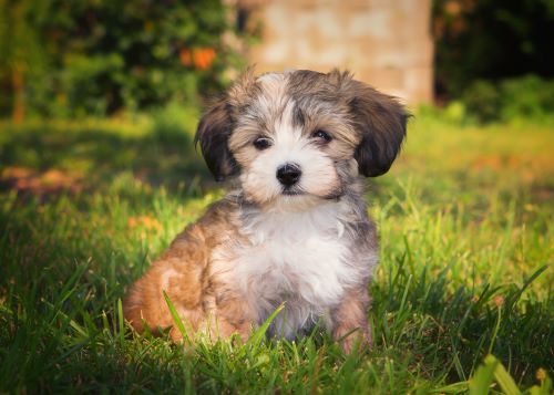 Havanese, puppy, puppies, kennels, breeder, breeders, puppies for sale, for, sale, adoption, she