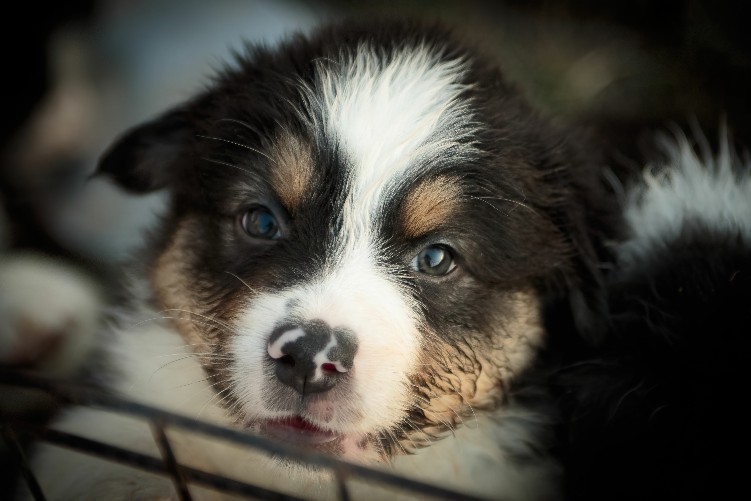 Mini Australian Shepherd, puppy, puppies, kennels, breeder, breeders, puppies for sale, for, sale, a