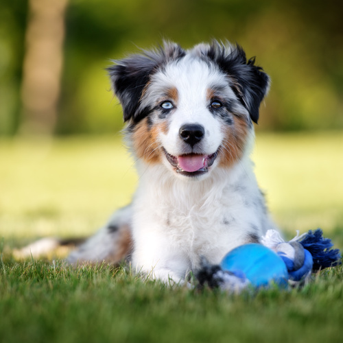 Australian Shepherd, puppy, puppies, kennels, breeder, breeders, puppies for sale, for, sale, adopti