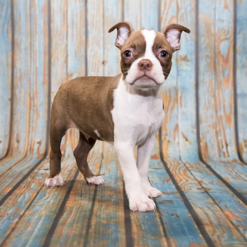 Boston Terrier, puppy, puppies, kennels, breeder, breeders, puppies for sale, for, sale, adoption, s