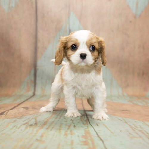 Cavalier King Charles Spaniel, puppy, puppies, kennels, breeder, breeders, puppies for sale, for, sa