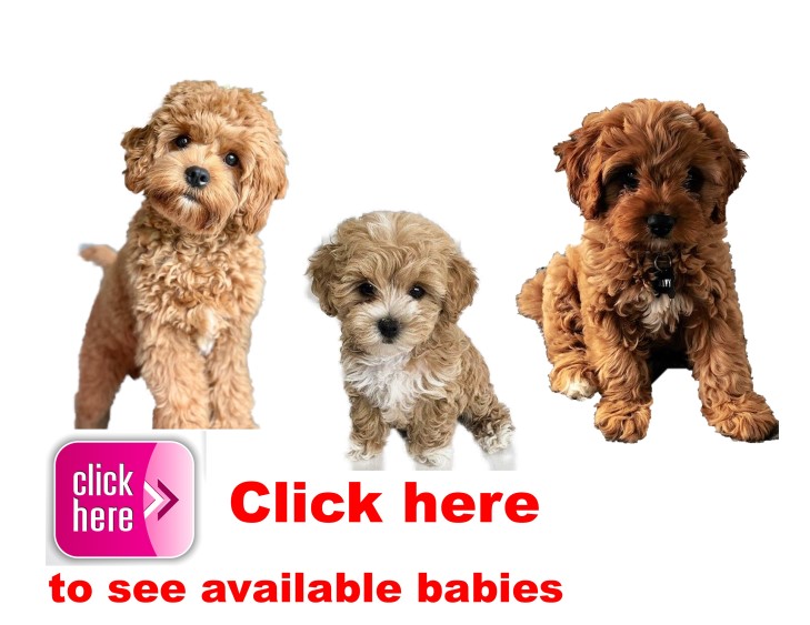 Cavapoos, puppy, puppies, kennels, breeder, breeders, puppies for sale, for, sale, adoption, she