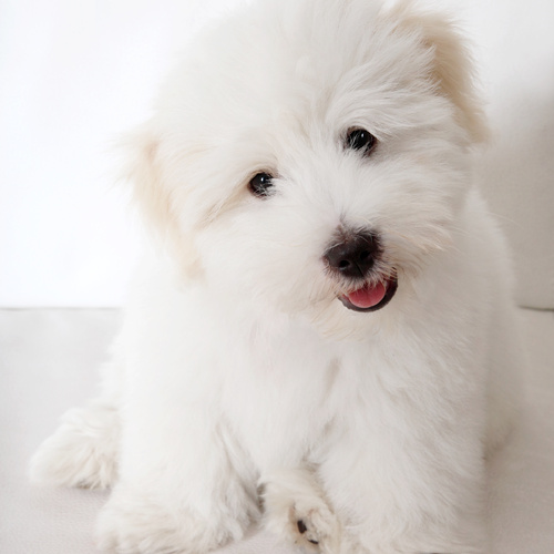 Coton de Tulear, puppy, puppies, kennels, breeder, breeders, puppies for sale, for, sale, adoption, 