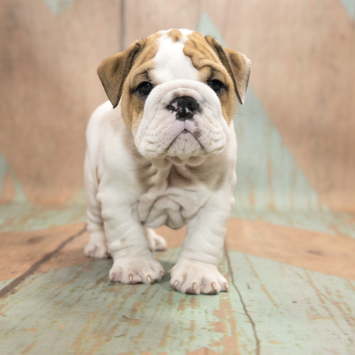 English Bulldog, puppy, puppies, kennels, breeder, breeders, puppies for sale, for, sale, adoption, 