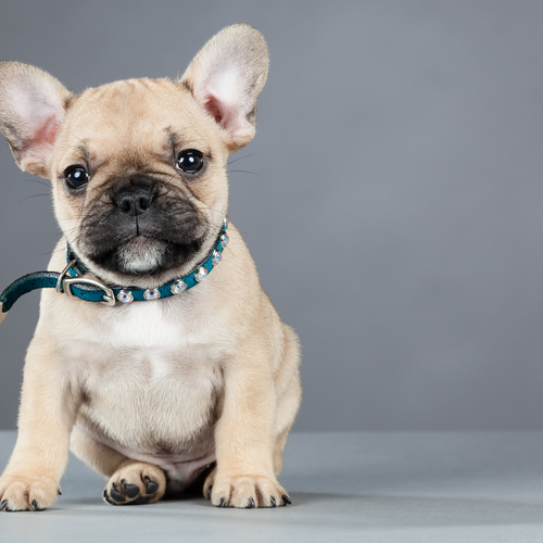 French Bulldog, puppy, puppies, kennels, breeder, breeders, puppies for sale, for, sale, adoption, s