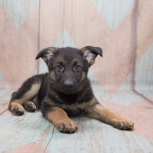 German Shepherd Dog, puppy, puppies, kennels, breeder, breeders, puppies for sale, for, sale, adopti