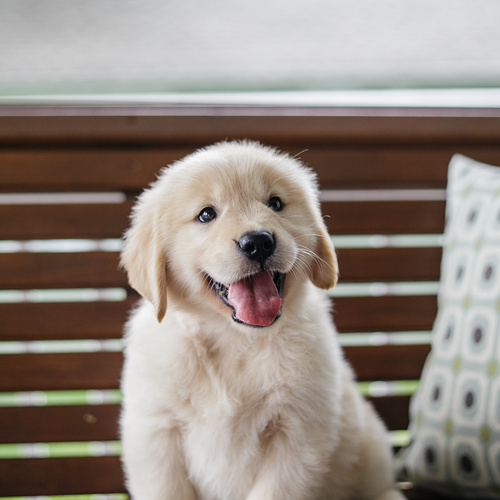 Golden Retriever, puppy, puppies, kennels, breeder, breeders, puppies for sale, for, sale, adoption,