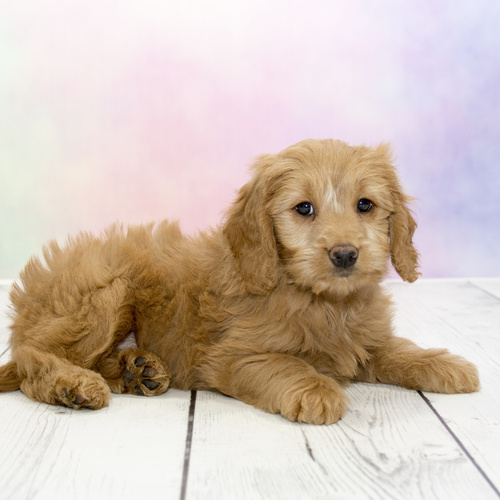 GOLDENDOOLE, puppy, puppies, kennels, breeder, breeders, puppies for sale, for, sale, adoption, she