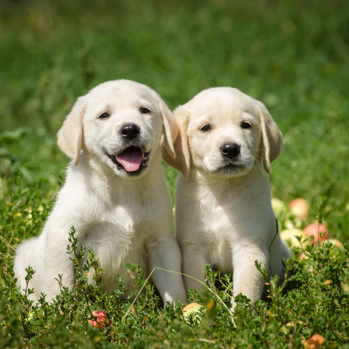 Labrador Retriever, puppy, puppies, kennels, breeder, breeders, puppies for sale, for, sale, adoptio