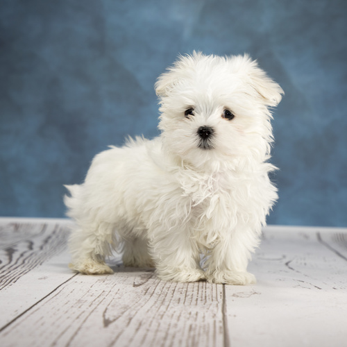 Maltese, puppy, puppies, kennels, breeder, breeders, puppies for sale, for, sale, adoption, she