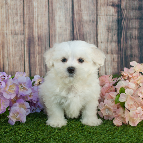 Maltipoos, puppy, puppies, kennels, breeder, breeders, puppies for sale, for, sale, adoption, she