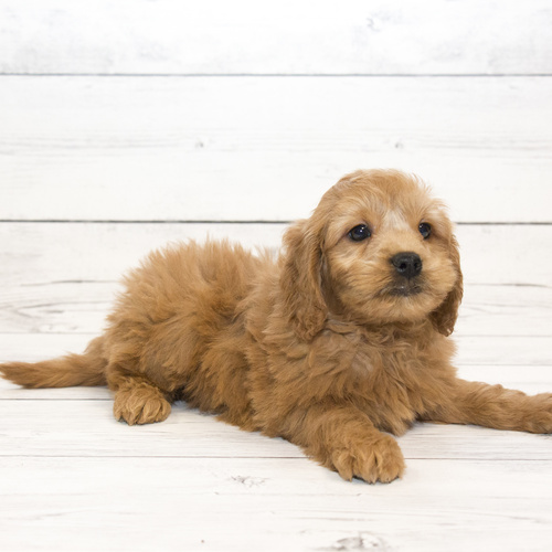 Mini Goldendoodle , puppy, puppies, kennels, breeder, breeders, puppies for sale, for, sale, adoptio