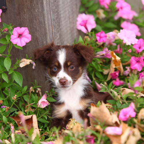 Miniature Australian Shepherd, puppy, puppies, kennels, breeder, breeders, puppies for sale, for, sa