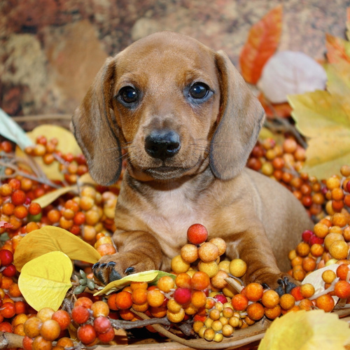 Miniature Dachshund, puppy, puppies, kennels, breeder, breeders, puppies for sale, for, sale, adopti