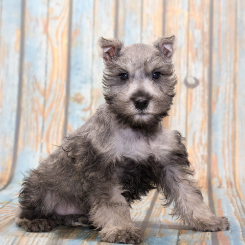 Miniature Schnauzer, puppy, puppies, kennels, breeder, breeders, puppies for sale, for, sale, adopti