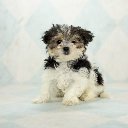 Morkie, puppy, puppies, kennels, breeder, breeders, puppies for sale, for, sale, adoption, she