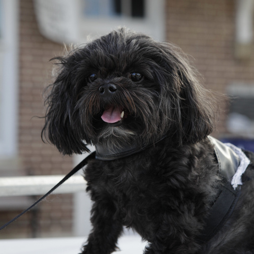 Shihpoo, puppy, puppies, kennels, breeder, breeders, puppies for sale, for, sale, adoption, she