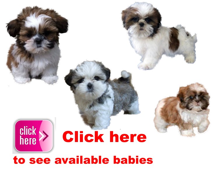 Shih Tzu, puppy, puppies, kennels, breeder, breeders, puppies for sale, for, sale, adoption, she