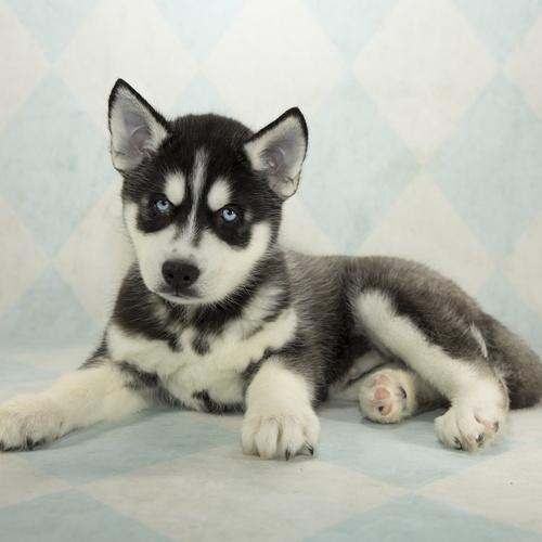 Siberian Husky, puppy, puppies, kennels, breeder, breeders, puppies for sale, for, sale, adoption, s