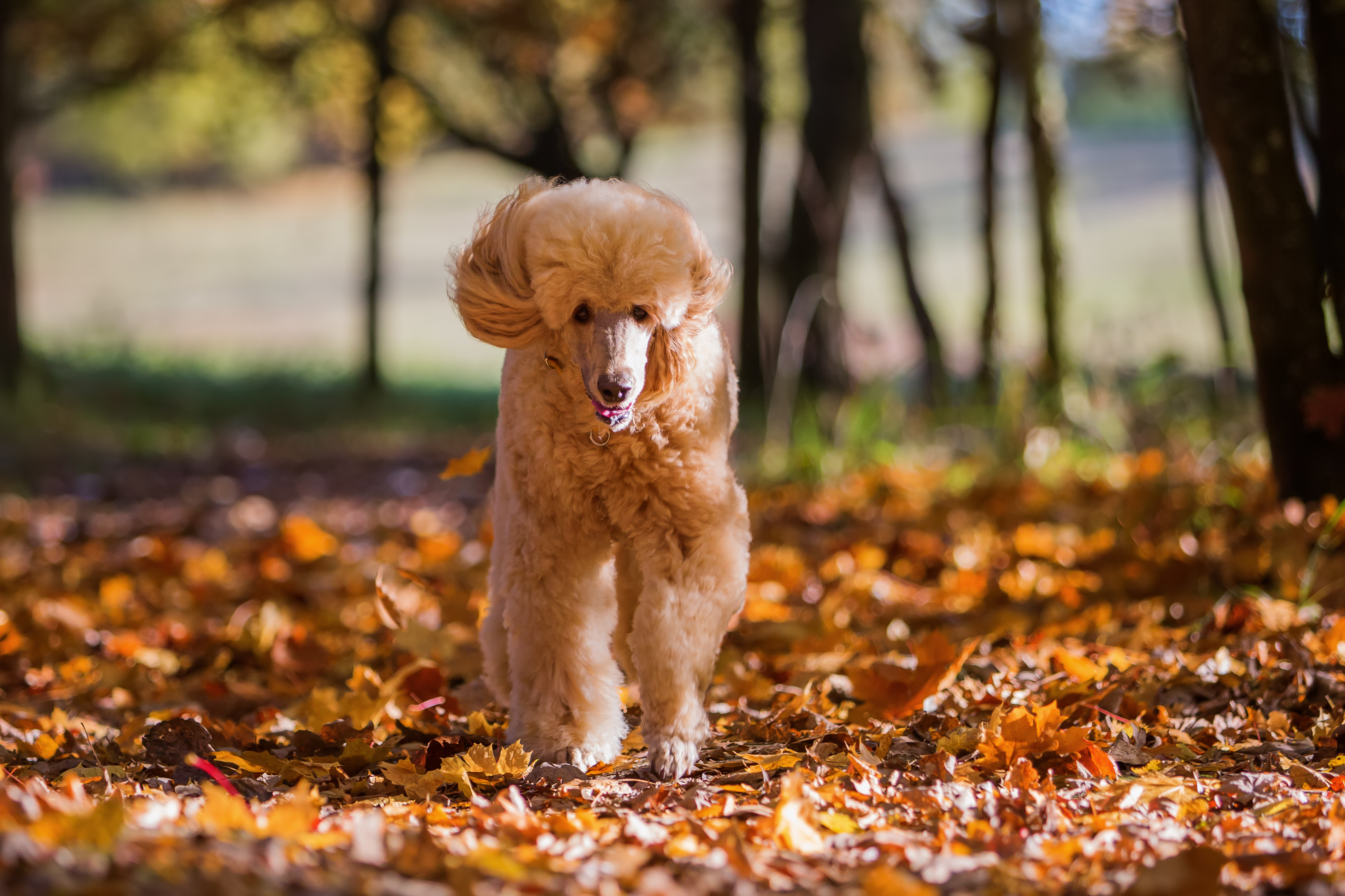 Poodle Standard, puppy, puppies, kennels, breeder, breeders, puppies for sale, for, sale, adoption, 