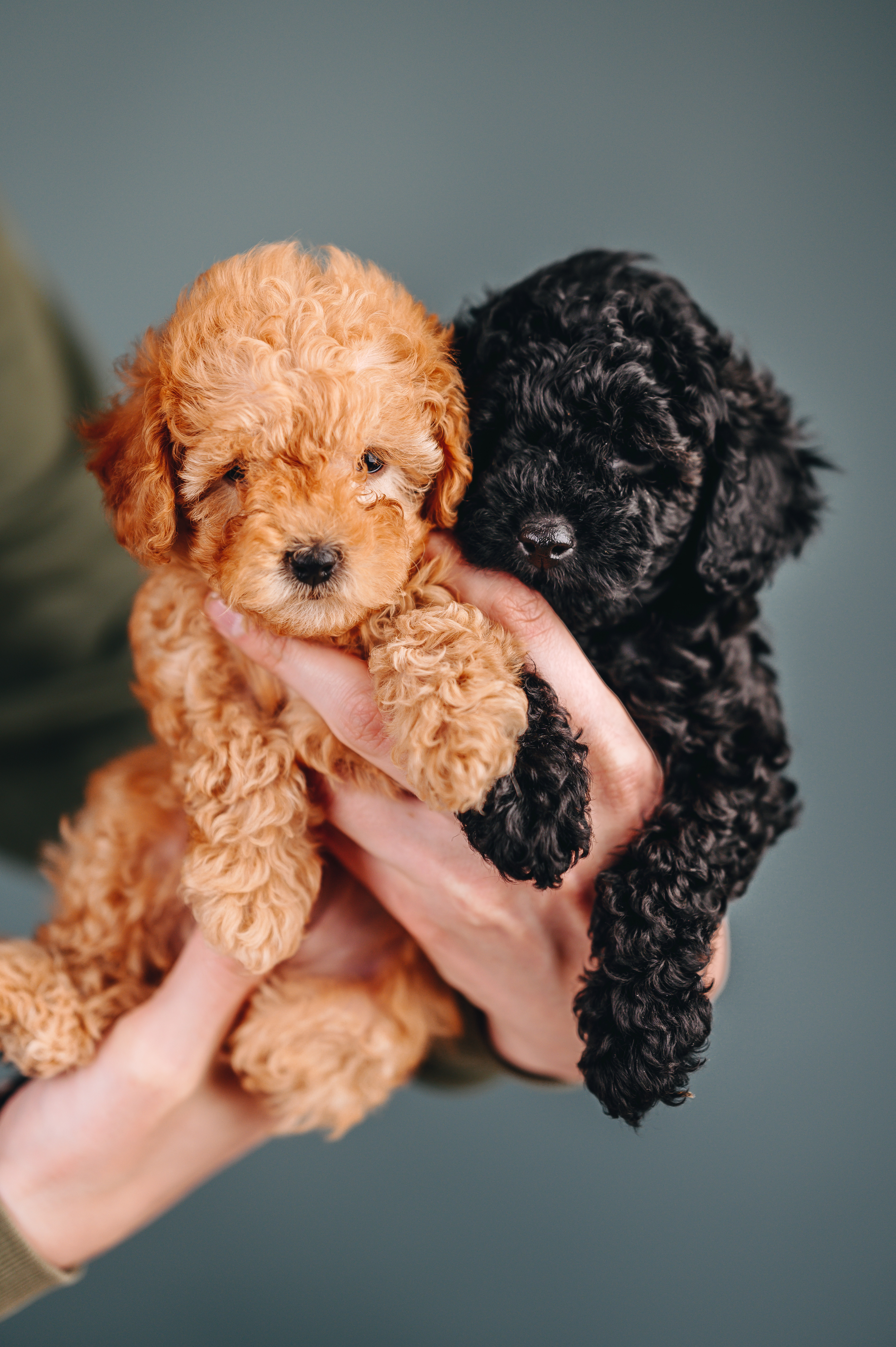 Poodle Toy, puppy, puppies, kennels, breeder, breeders, puppies for sale, for, sale, adoption, she