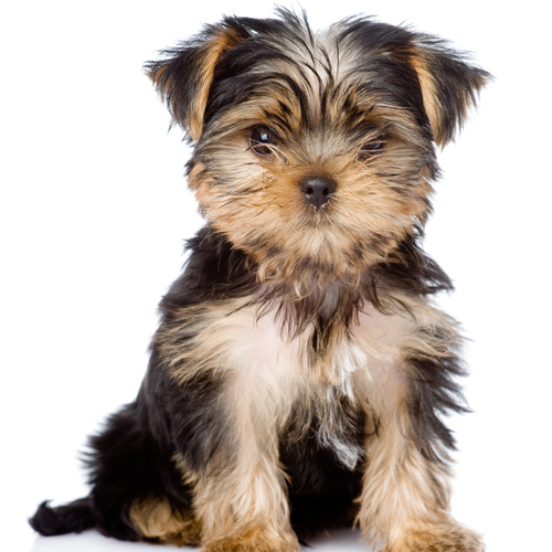 Yorkie Poo, puppy, puppies, kennels, breeder, breeders, puppies for sale, for, sale, adoption, she