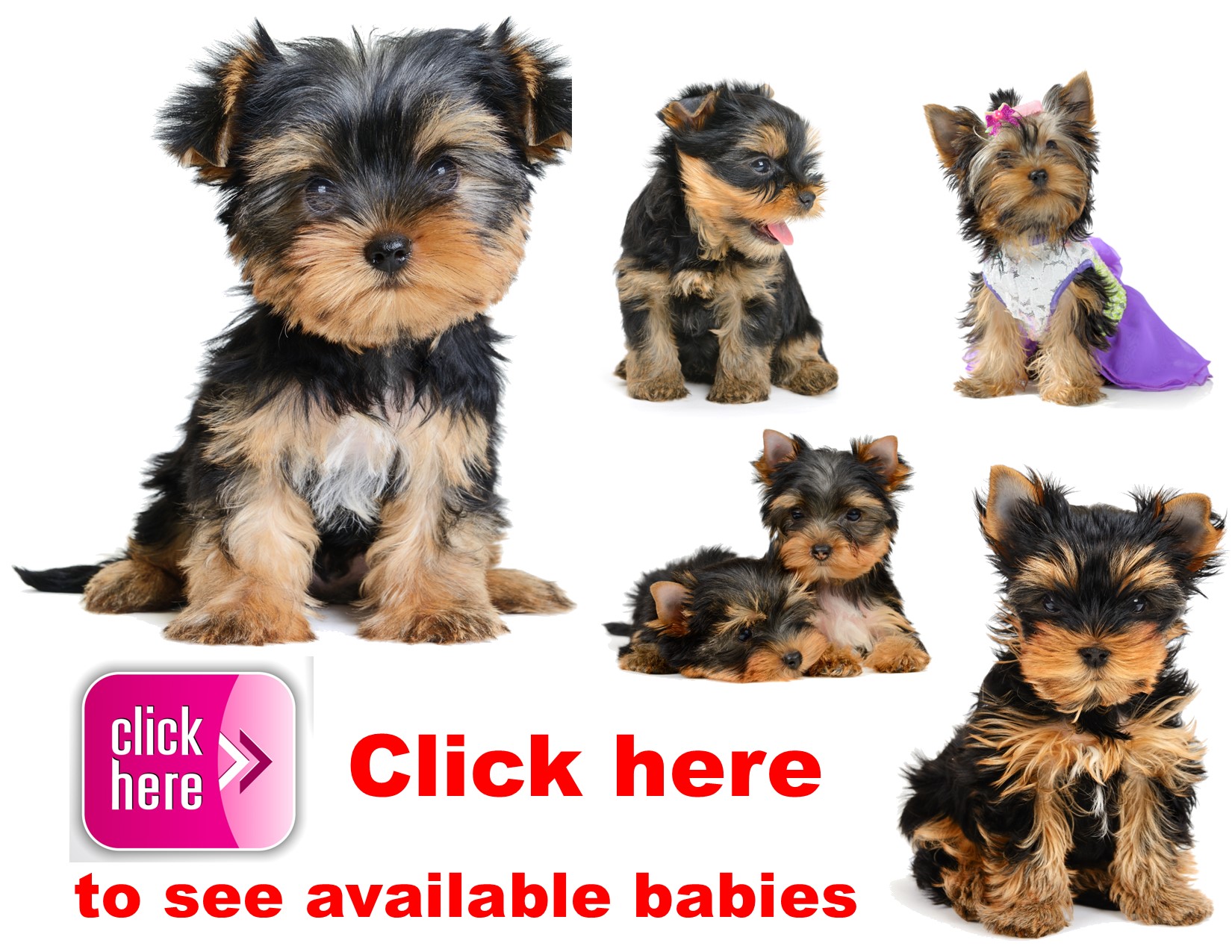 Yorkshire Terrier, puppy, puppies, kennels, breeder, breeders, puppies for sale, for, sale, adoption