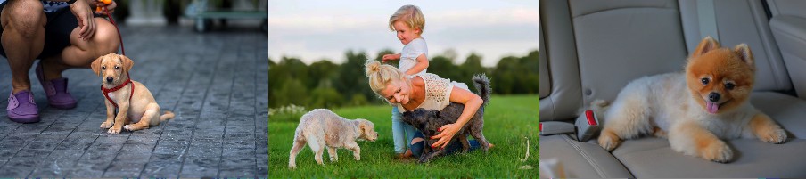 Nationwide Puppy Delivery Option Local Pickup