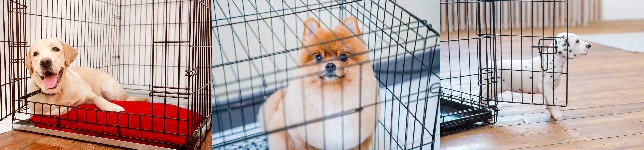 Nationwide Puppies Crate Training