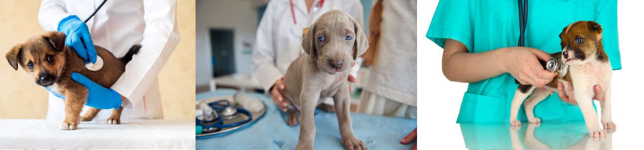 Nationwide Puppies Health Care