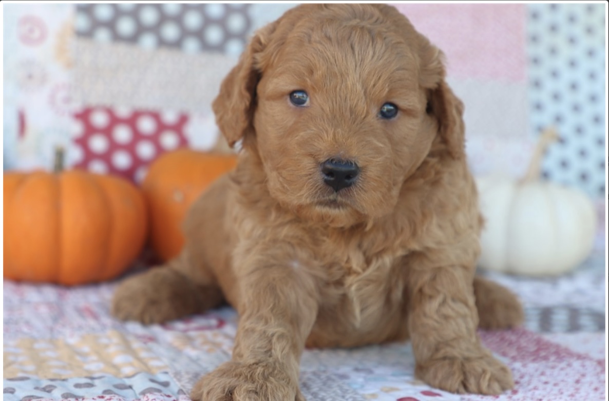 puppy, for, sale, Mini Golden Doodle 2nd Gen, Nationwide Puppies  , dog, breeder, New York, NY, dog-breeder, puppy-for-sale, forsale, nearby, find, puppyfind, locator, puppylocator, aca