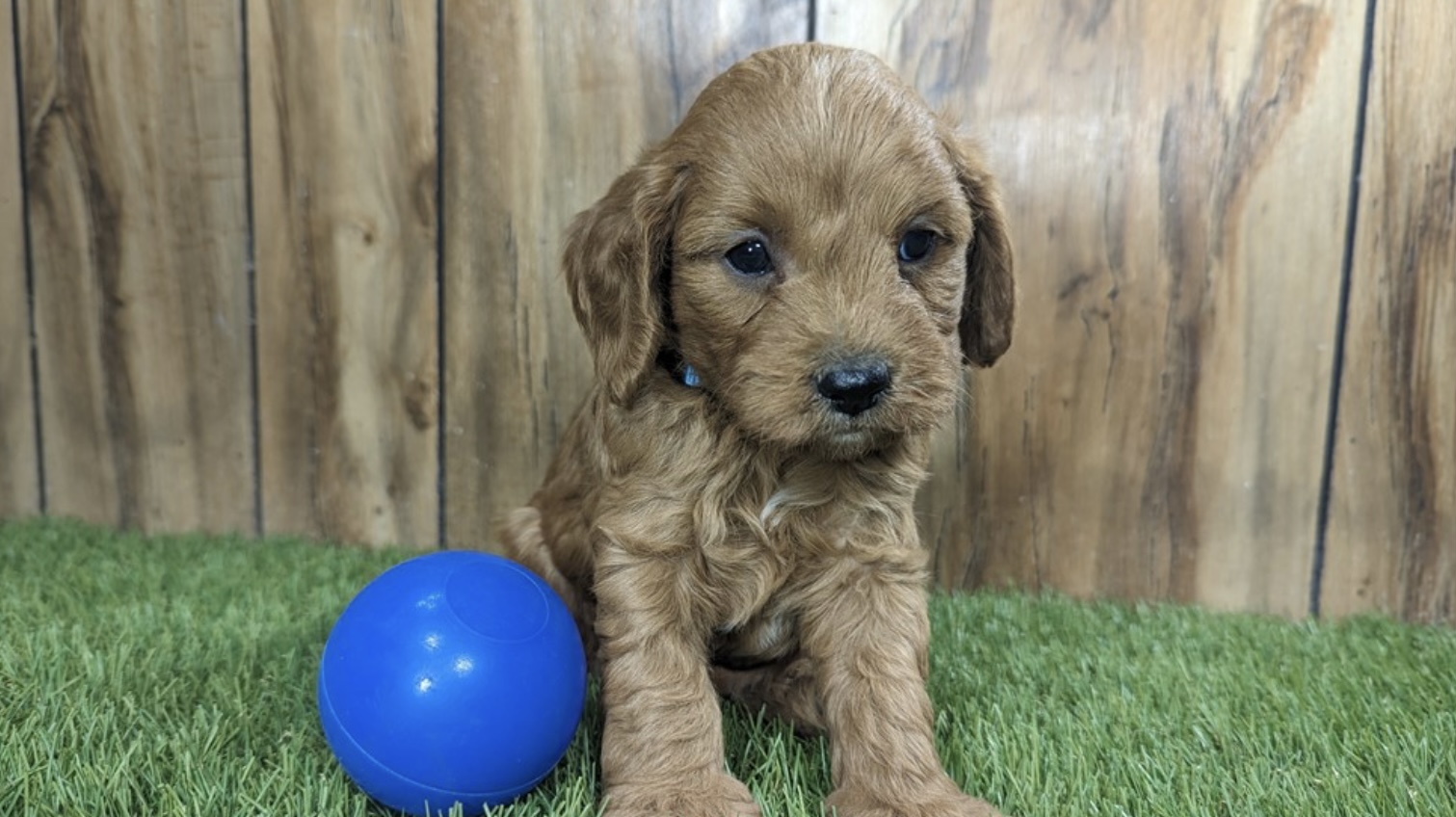 puppy, for, sale, Cav A Poo, Nationwide Puppies  , dog, breeder, New York, NY, dog-breeder, puppy-for-sale, forsale, nearby, find, puppyfind, locator, puppylocator, aca