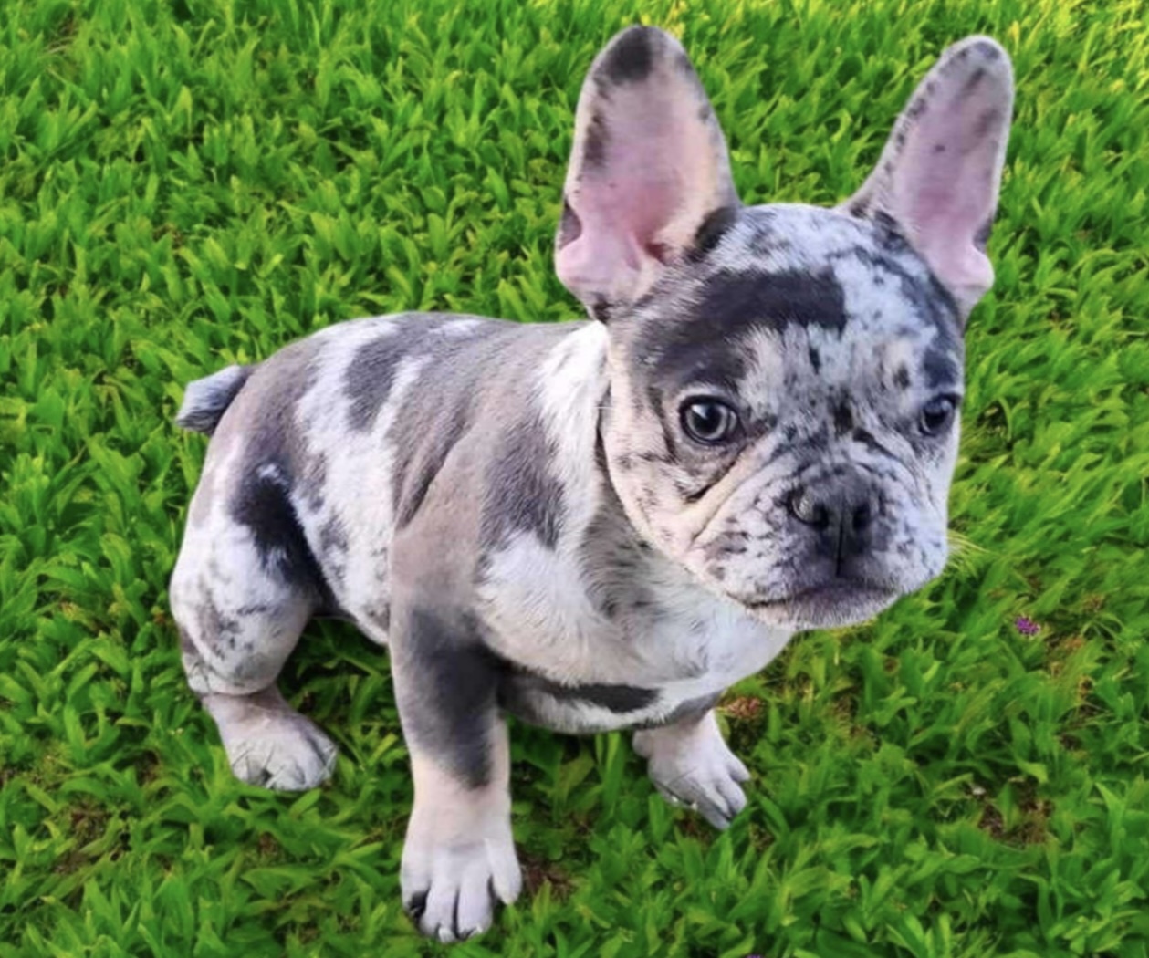 puppy, for, sale, French Bulldog, Nationwide Puppies  , dog, breeder, New York, NY, dog-breeder, puppy-for-sale, forsale, nearby, find, puppyfind, locator, puppylocator, aca