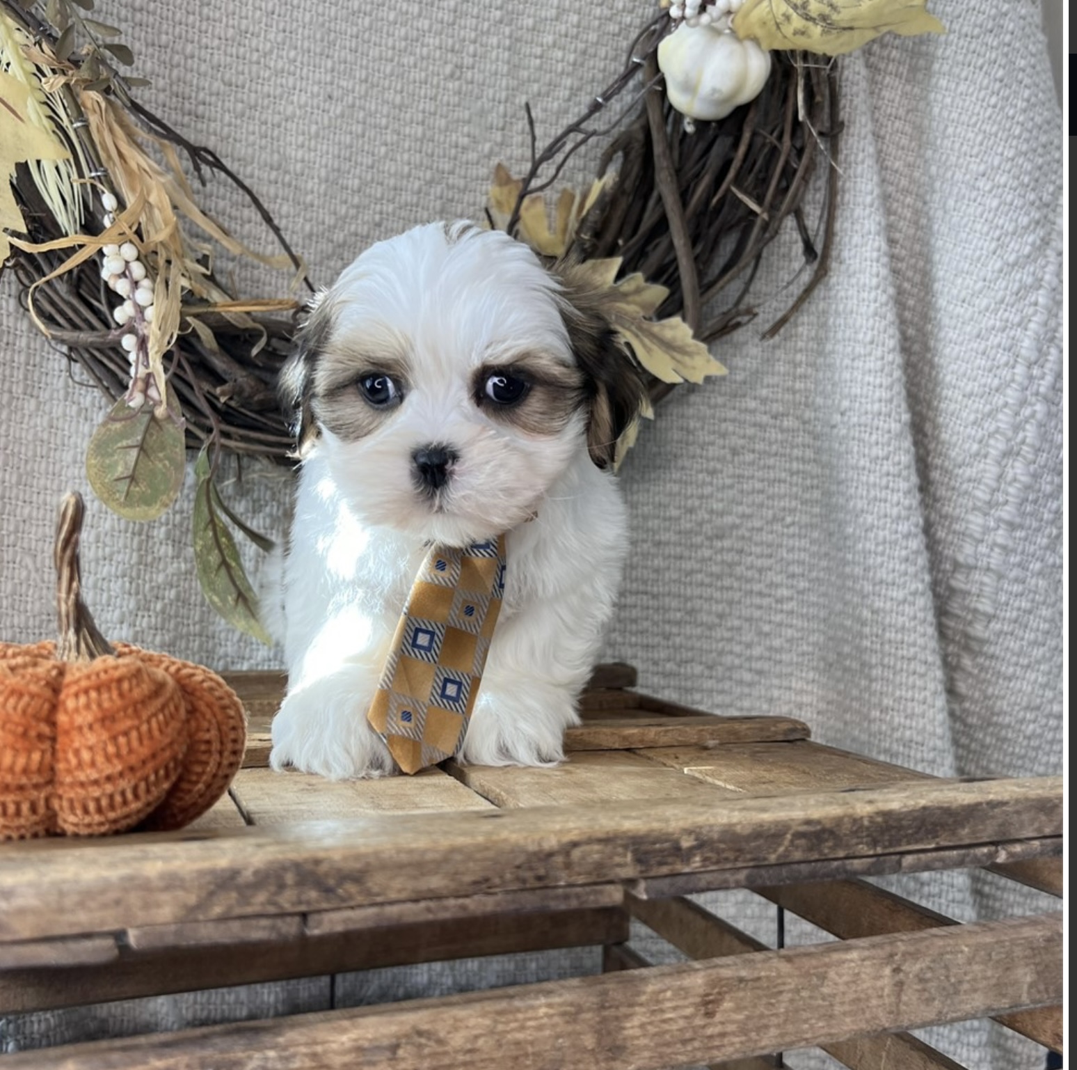 puppy, for, sale, Lhasa Apso, Nationwide Puppies  , dog, breeder, New York, NY, dog-breeder, puppy-for-sale, forsale, nearby, find, puppyfind, locator, puppylocator, aca