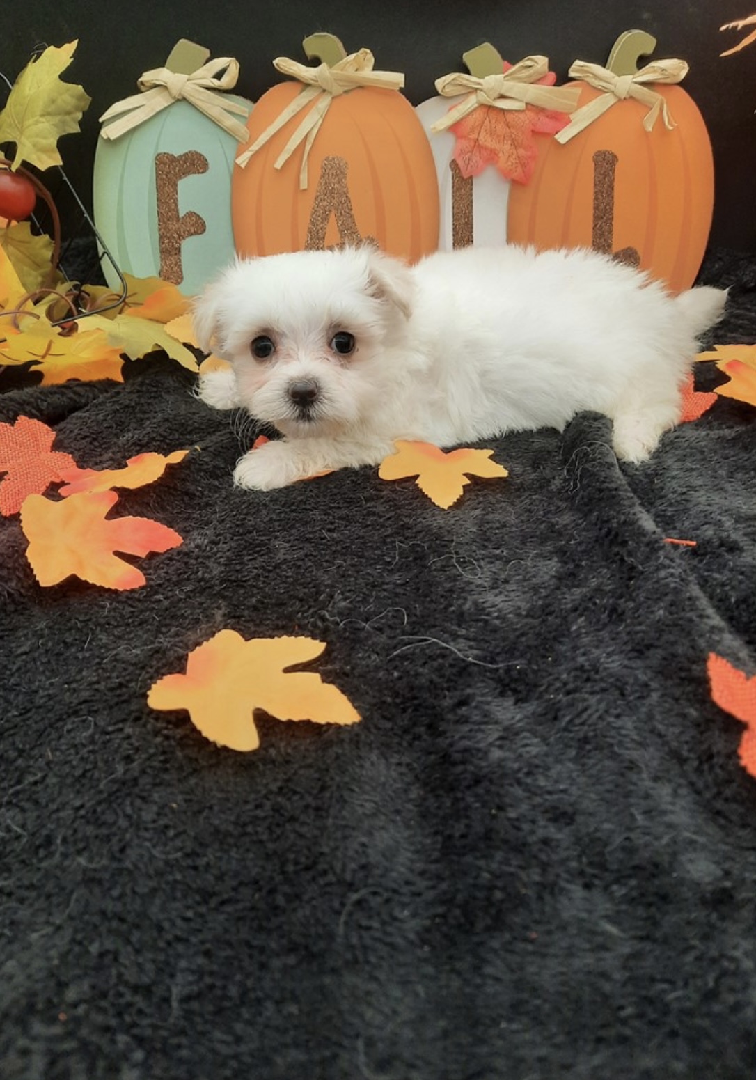 puppy, for, sale, Maltese , Nationwide Puppies  , dog, breeder, New York, NY, dog-breeder, puppy-for-sale, forsale, nearby, find, puppyfind, locator, puppylocator, aca