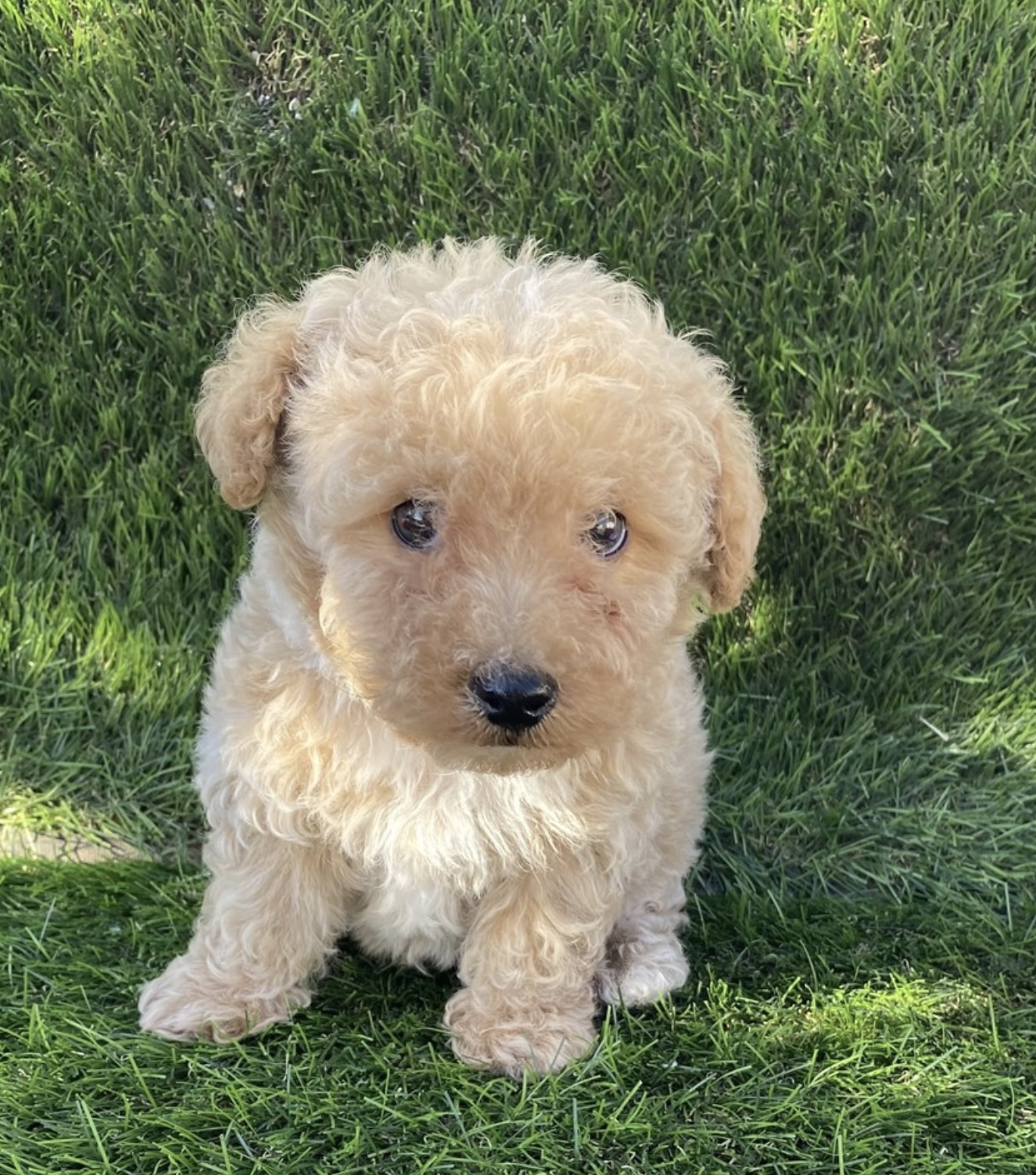 puppy, for, sale, Poodle, Nationwide Puppies  , dog, breeder, New York, NY, dog-breeder, puppy-for-sale, forsale, nearby, find, puppyfind, locator, puppylocator, aca