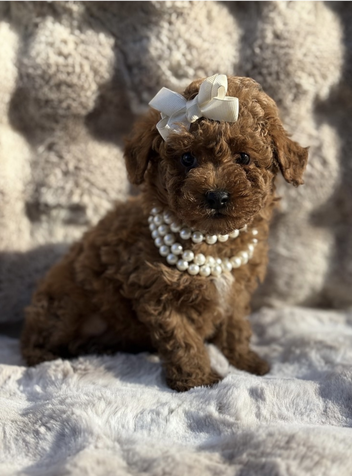 puppy, for, sale, Poodle, Nationwide Puppies  , dog, breeder, New York, NY, dog-breeder, puppy-for-sale, forsale, nearby, find, puppyfind, locator, puppylocator, aca