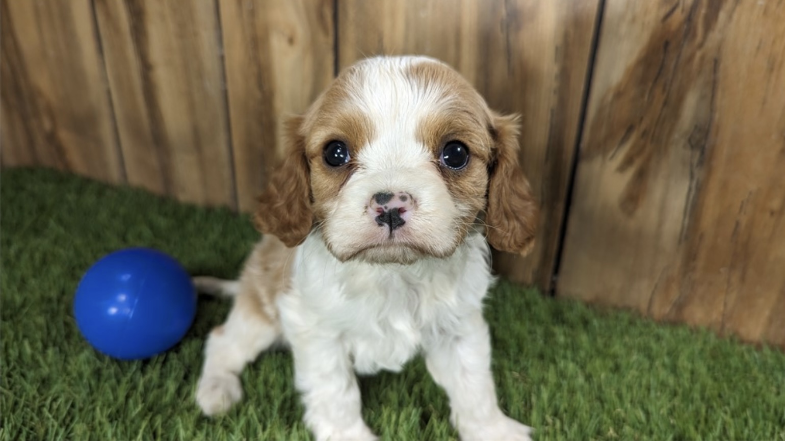 puppy, for, sale, Cavalier King Charles, Nationwide Puppies  , dog, breeder, New York, NY, dog-breeder, puppy-for-sale, forsale, nearby, find, puppyfind, locator, puppylocator, aca