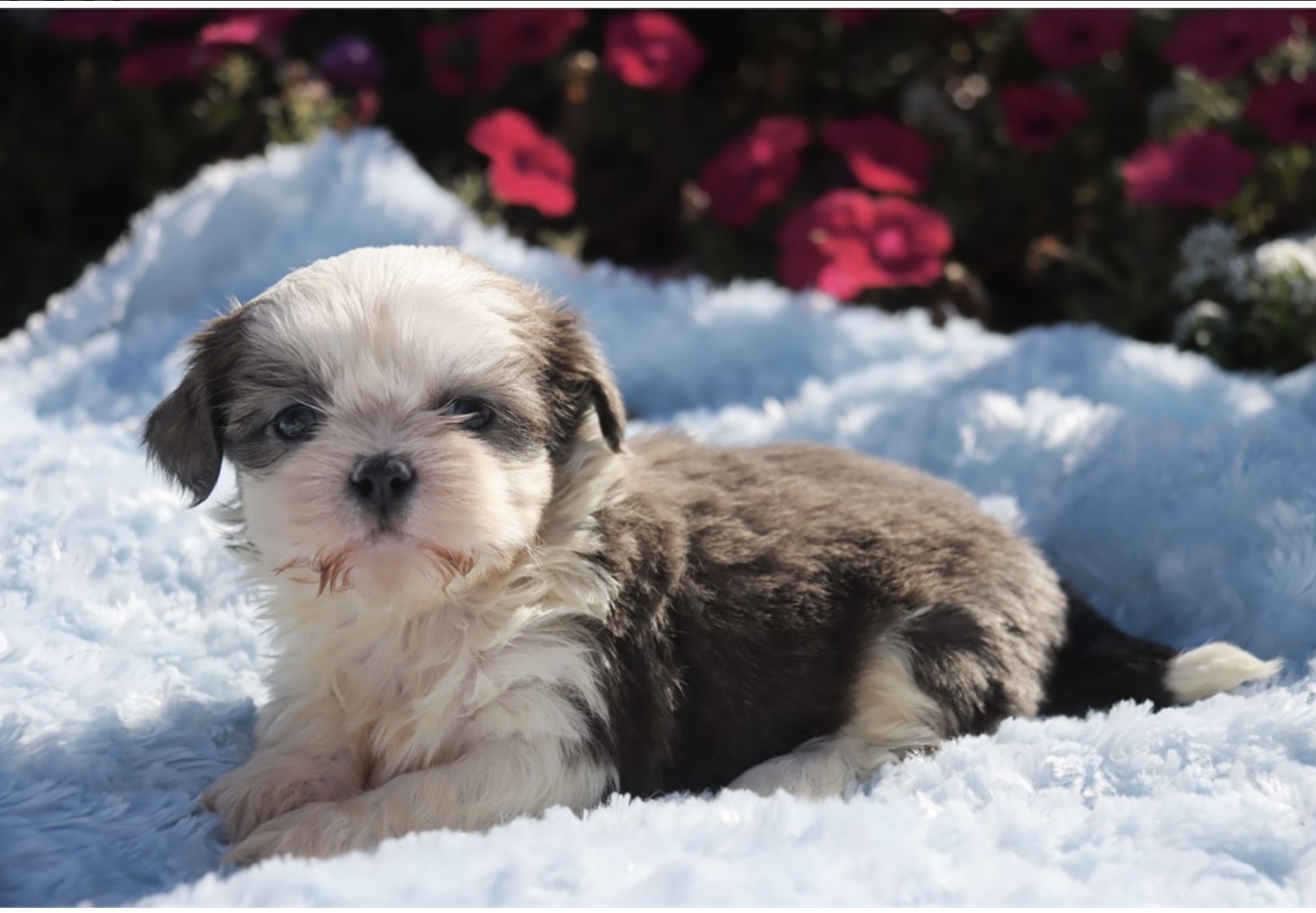 puppy, for, sale, Shih - Tzu, Nationwide Puppies  , dog, breeder, New York, NY, dog-breeder, puppy-for-sale, forsale, nearby, find, puppyfind, locator, puppylocator, aca